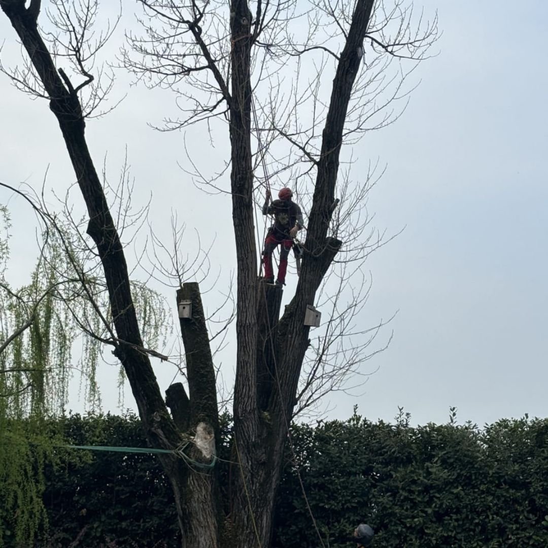8 - Potature e abbattimenti in alta quota con tecnica di tree climbing